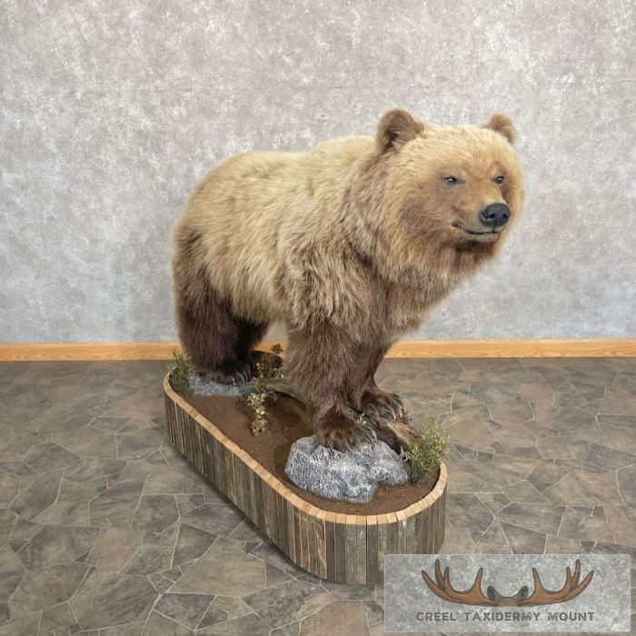 Toklat Grizzly Bear Taxidermy Mount For Sale