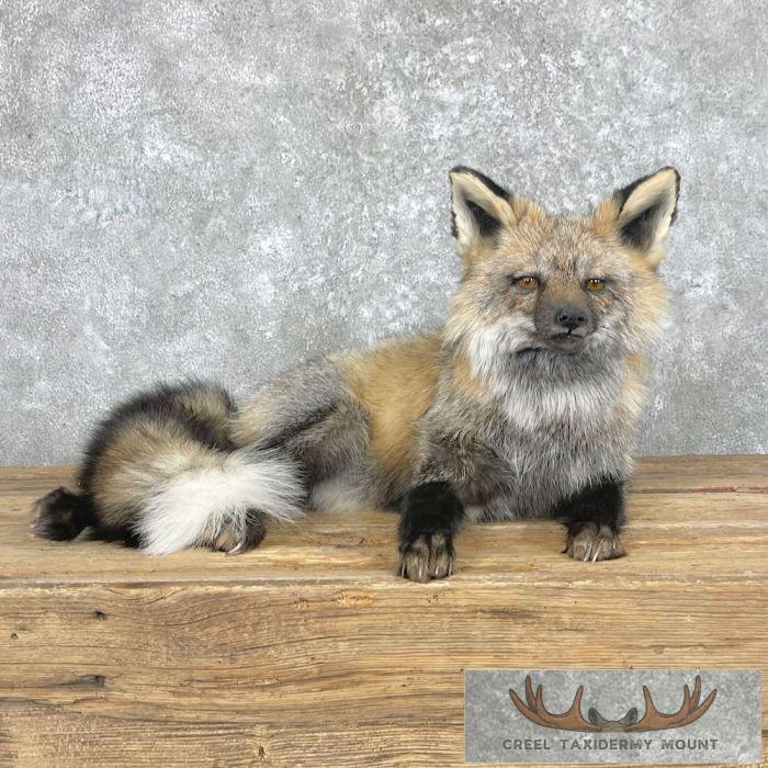 Tri Color Cross Fox Taxidermy Mount For Sale