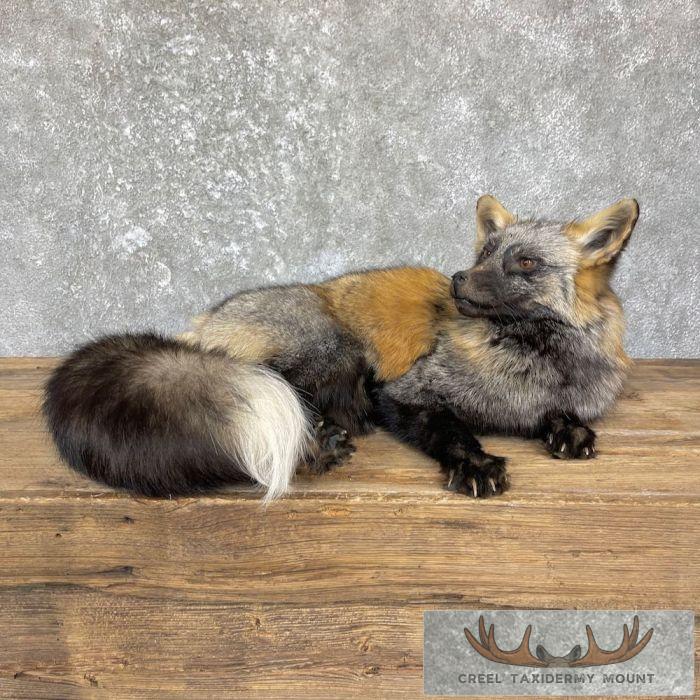 Tri Color Cross Fox Taxidermy Mount For Sale