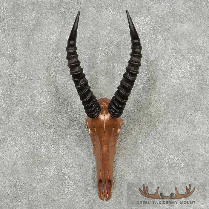 Tsessebe Painted Skull & Horns European Taxidermy Mount For Sale