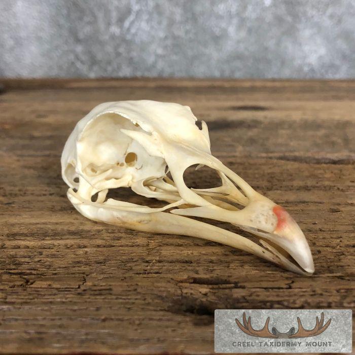 Turkey Full Skull Mount For Sale