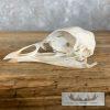 Turkey Full Skull Mount For Sale