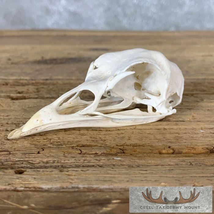 Turkey Full Skull Mount For Sale