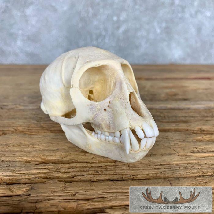 Vervet Monkey Full Skull Taxidermy Mount For Sale