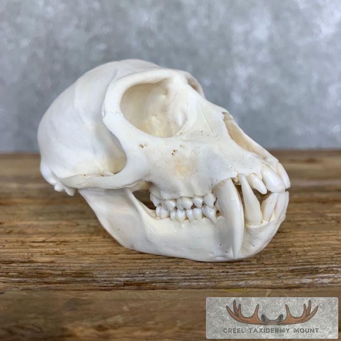 Vervet Monkey Full Skull Taxidermy Mount For Sale