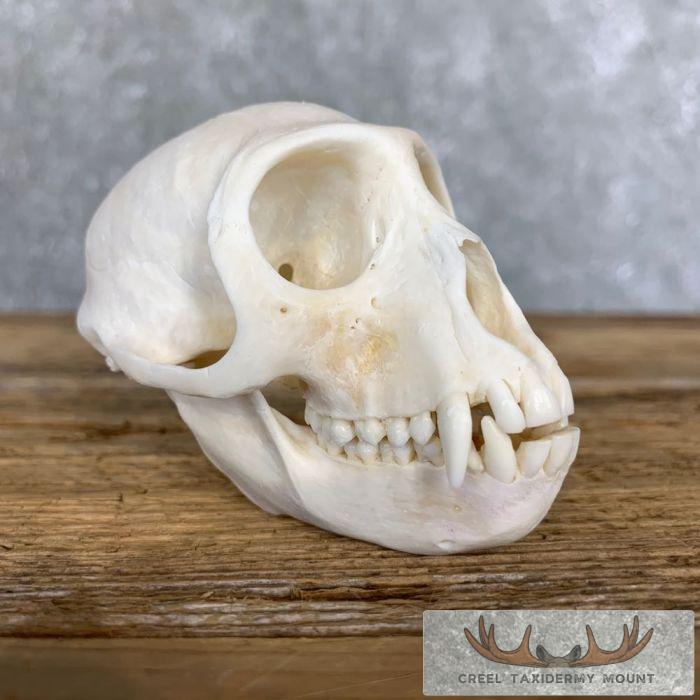Vervet Monkey Full Skull Taxidermy Mount For Sale