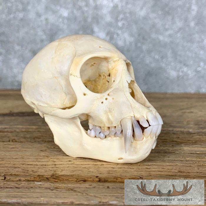 Vervet Monkey Full Skull Taxidermy Mount For Sale