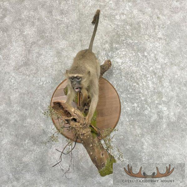 Vervet Monkey Life-Size Taxidermy Mount For Sale