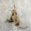Vervet Monkey Life-Size Taxidermy Mount For Sale