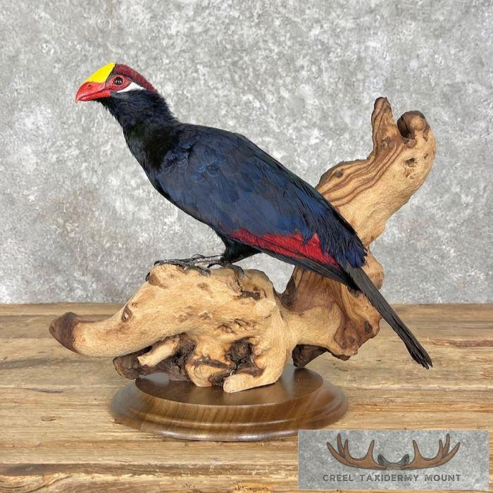 Violet Turaco Taxidermy Bird Mount For Sale