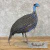 Vulturine Guineafowl Taxidermy Bird Mount For Sale