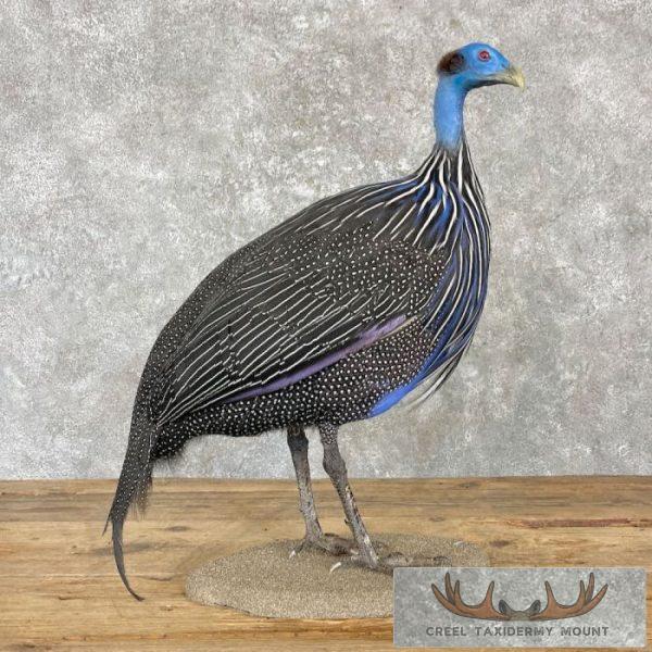 Vulturine Guineafowl Taxidermy Bird Mount For Sale