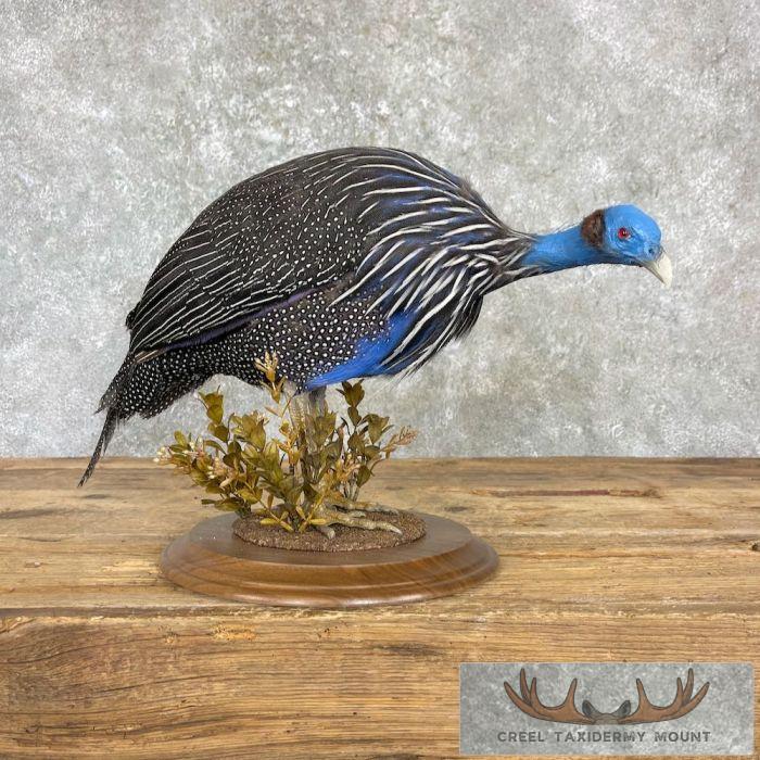 Vulturine Guineafowl Taxidermy Bird Mount For Sale