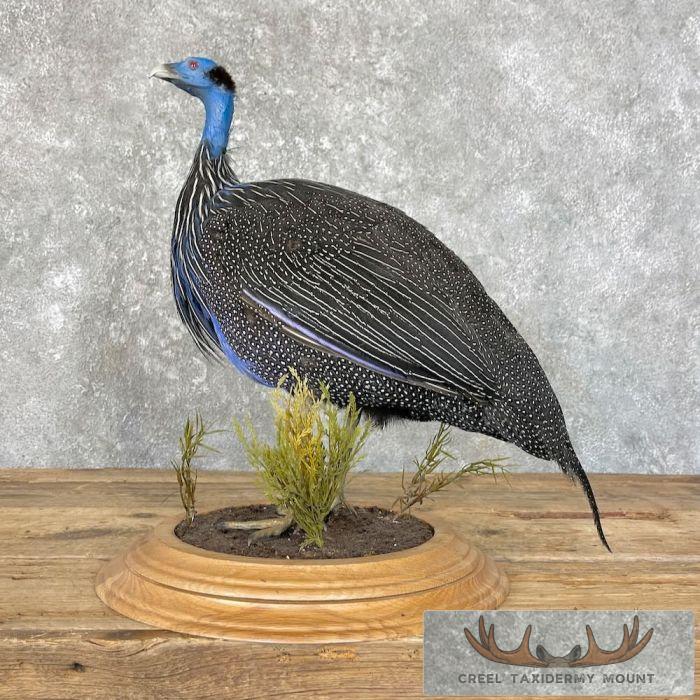 Vulturine Guineafowl Taxidermy Bird Mount For Sale