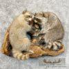 Wall-Hanging Raccoon Pair Taxidermy Mount For Sale