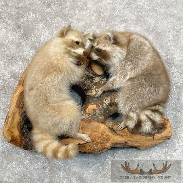Wall-Hanging Raccoon Pair Taxidermy Mount For Sale