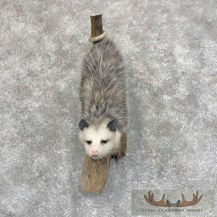 Wall-Hanging Opossum Taxidermy Mount For Sale