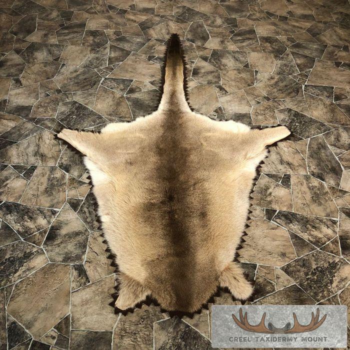Wallaby Taxidermy Rug For Sale