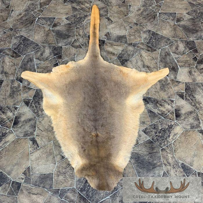 Wallaby Taxidermy Rug For Sale
