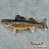 18" Walleye Taxidermy Fish Mount For Sale