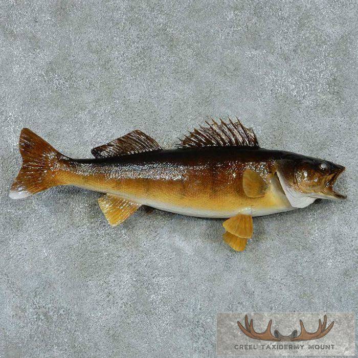 Walleye Taxidermy Fish Mount For Sale