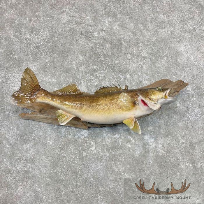 Walleye Taxidermy Fish Mount For Sale