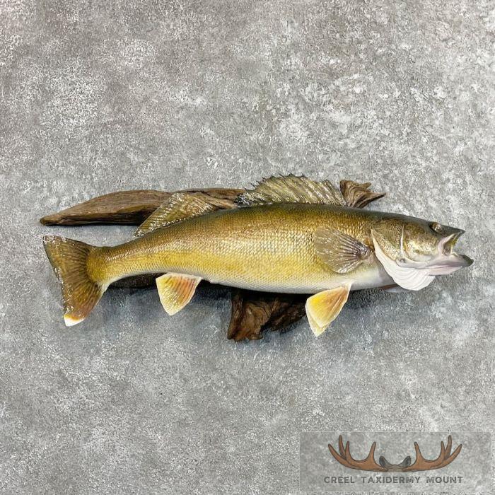 Walleye Taxidermy Fish Mount For Sale
