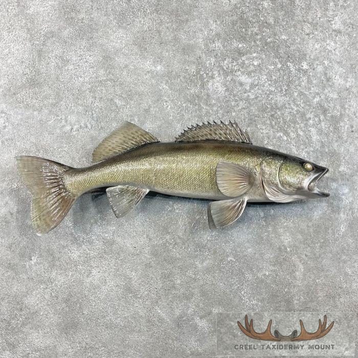 Walleye Taxidermy Fish Mount For Sale
