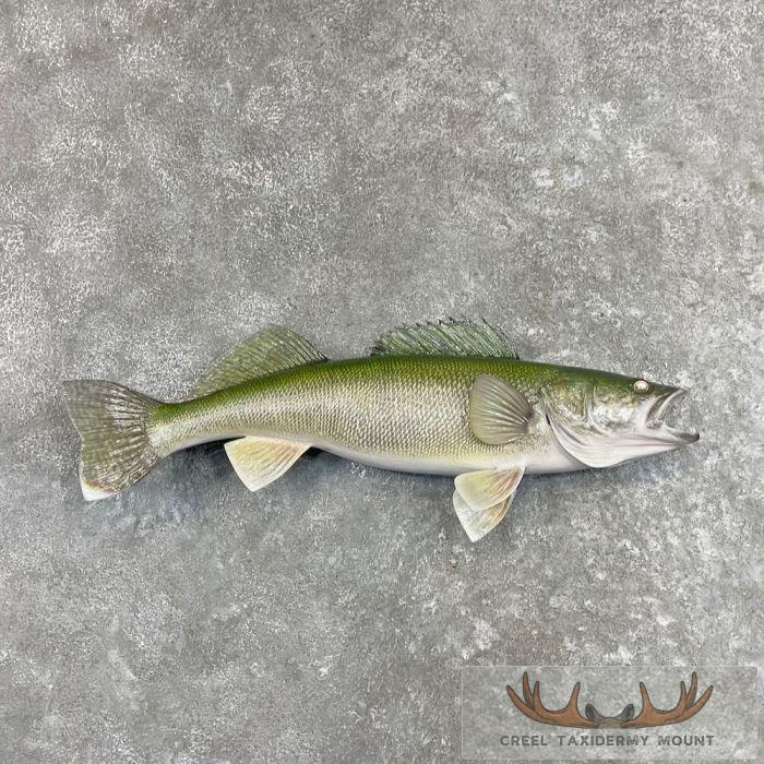 Walleye Taxidermy Fish Mount For Sale