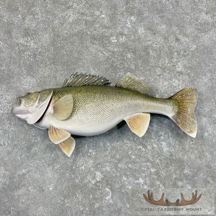 Walleye Taxidermy Fish Mount For Sale