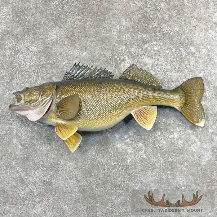 Walleye Taxidermy Fish Mount For Sale