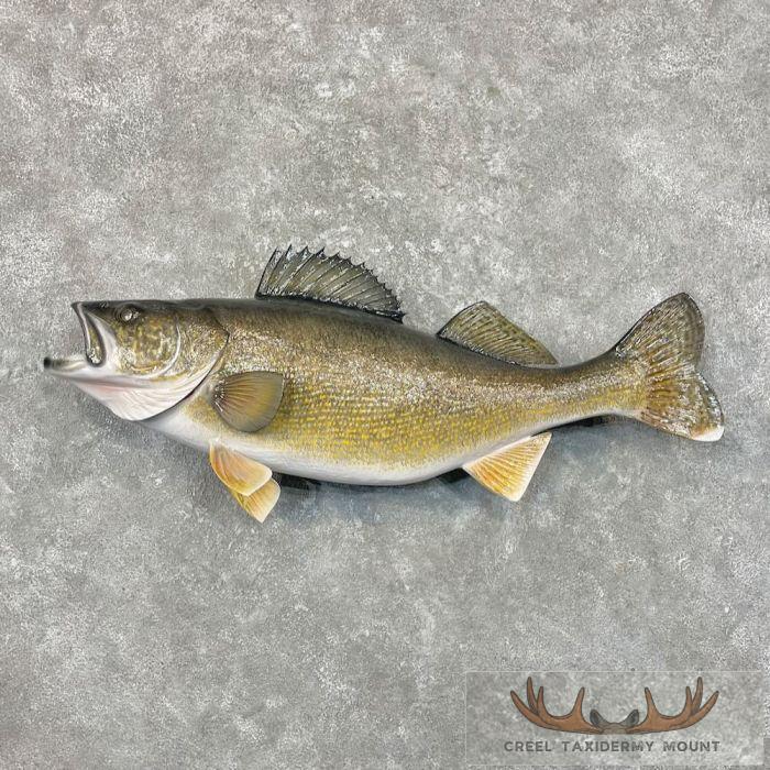 Walleye Taxidermy Fish Mount For Sale