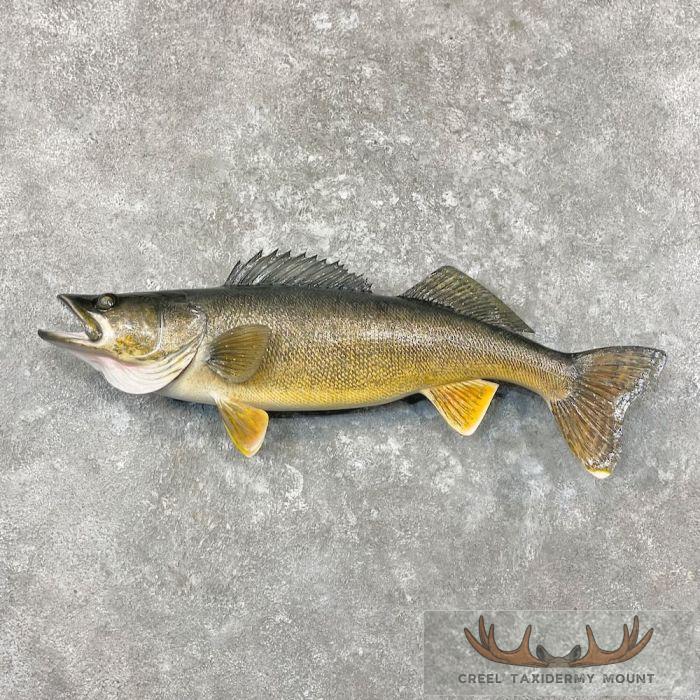 Walleye Taxidermy Fish Mount For Sale