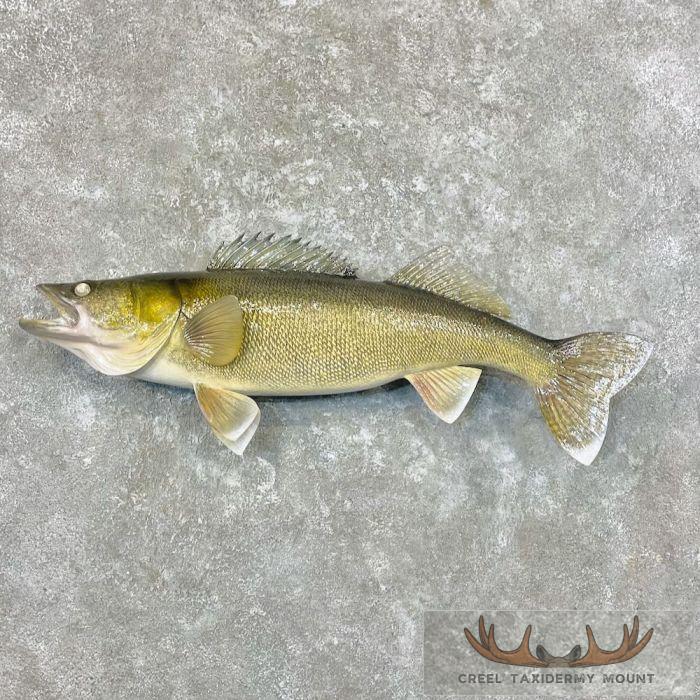 Walleye Taxidermy Fish Mount For Sale