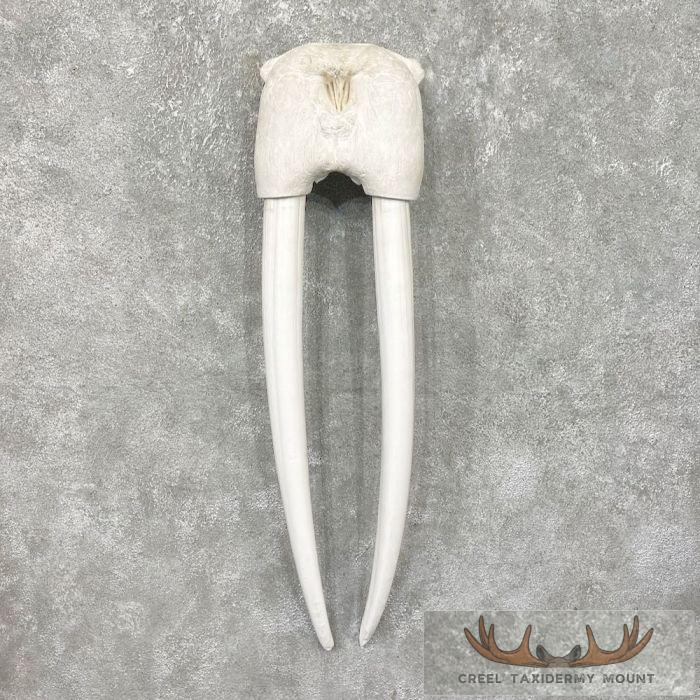 Walrus Replica Skull & Tusks Taxidermy Mount For Sale