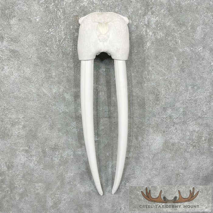 Walrus Replica Skull & Tusks Taxidermy Mount For Sale