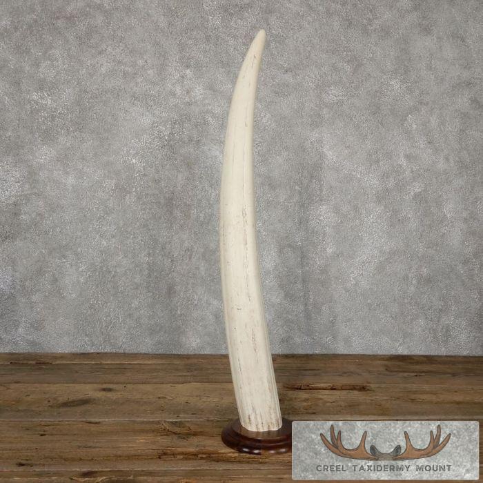 Walrus Tusk Replica Taxidermy Mount For Sale