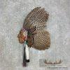War Bird Turkey Fan Display For Sale
