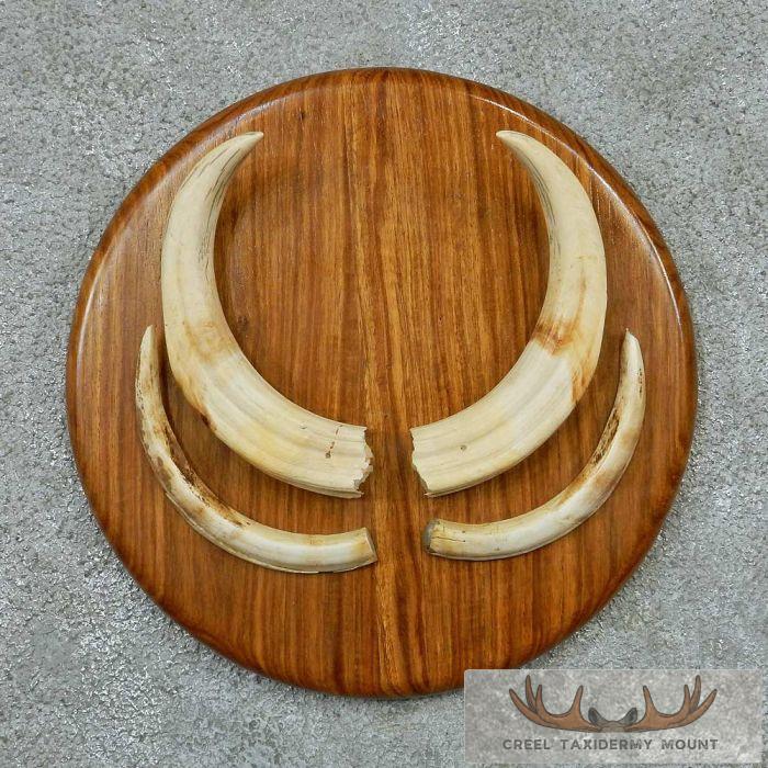 African Warthog Plaque w/ Real Tusks