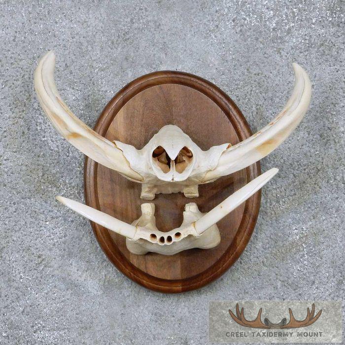 African Warthog Tusk Plaque Taxidermy Mount For Sale