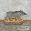 African Warthog Life-Size Taxidermy Mount For Sale