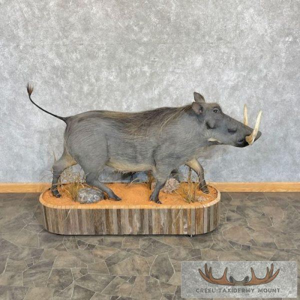 African Warthog Life-Size Taxidermy Mount For Sale