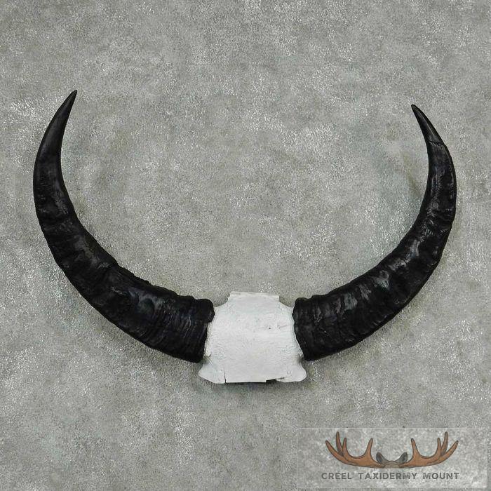 Water Buffalo Horn Taxidermy Mount For Sale