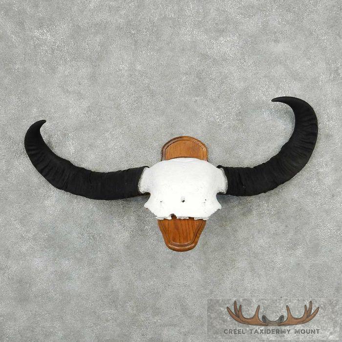 Water Buffalo Horn Taxidermy Mount For Sale
