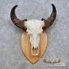 Water Buffalo Skull European Taxidermy Mount For Sale