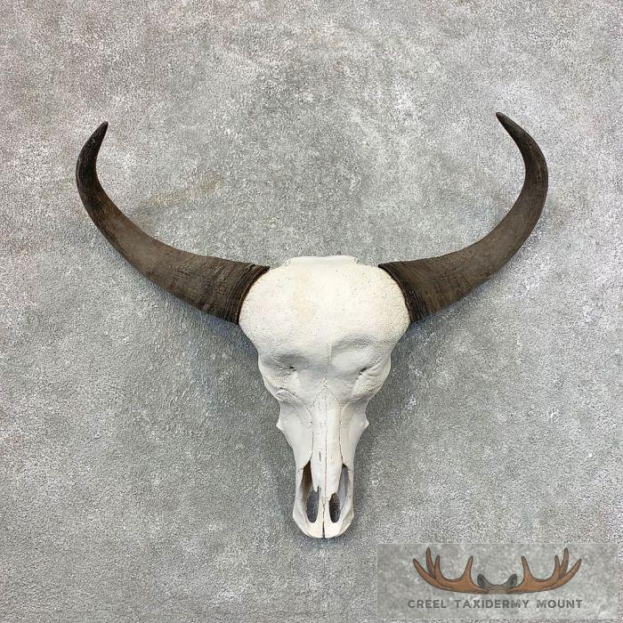 Water Buffalo Skull European Taxidermy Mount For Sale