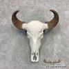 Water Buffalo Skull European Taxidermy Mount For Sale