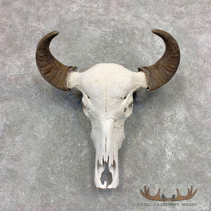 Water Buffalo Skull European Taxidermy Mount For Sale