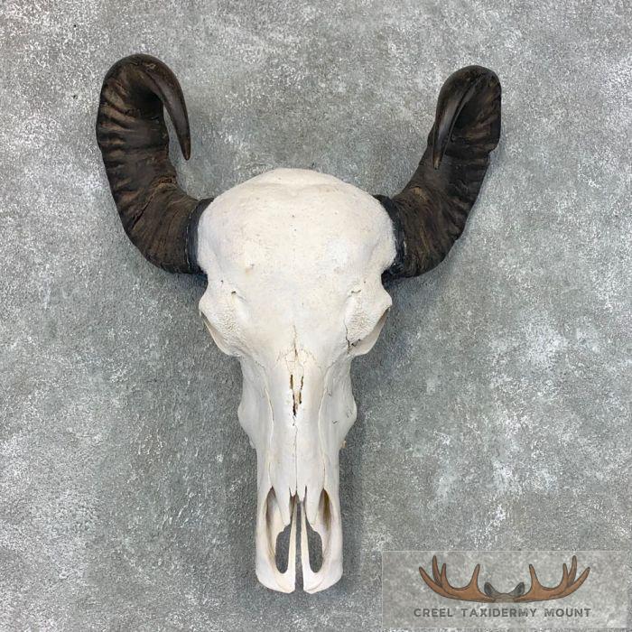 Water Buffalo Skull European Taxidermy Mount For Sale