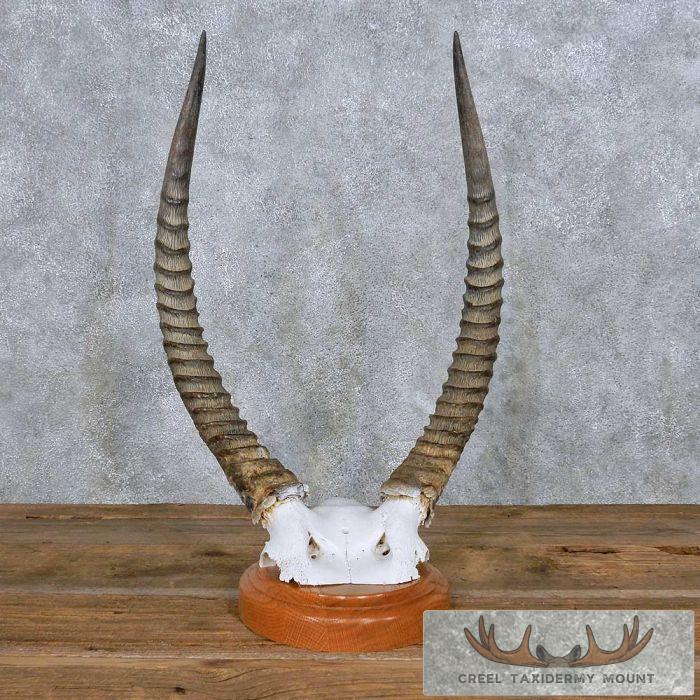 Waterbuck Horn Plaque Taxidermy Mount For Sale